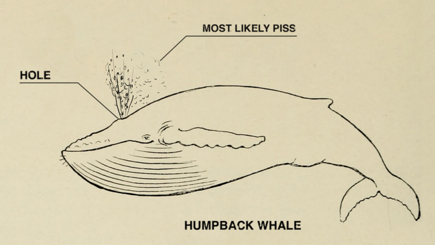 Illustration for article titled Science FTW! Scientists Have Announced That The Water That Comes Out Of Whales’ Heads Is Probably Piss